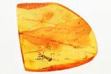 Detailed Fossil Daddy Long-Leg (Phalangidae) & Web in Baltic Amber #362694-1